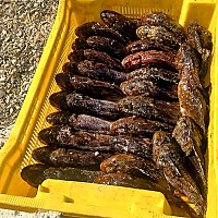 Poisson pour la bouillabaisse