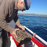 Pêche avec Girelier sur Pointu du Brusc "L'Artesien"